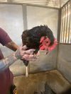 adoptable Chicken in  named SYMONE*
