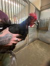 adoptable Chicken in  named KESHIA*