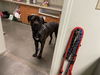adoptable Dog in  named KANE