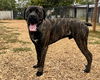 adoptable Dog in  named KANE