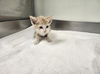 adoptable Cat in  named PLUTO*