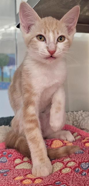 adoptable Cat in Santa Cruz, CA named PLUTO*