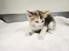 adoptable Cat in  named JUPITER*