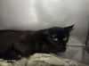 adoptable Cat in  named RIO*