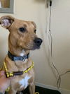 adoptable Dog in  named BARBUS