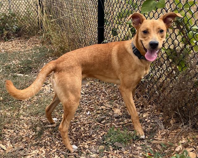 adoptable Dog in Santa Cruz, CA named BARBUS