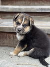 adoptable Dog in  named OLD FASHIONED*