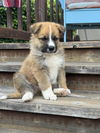 adoptable Dog in  named MULE*