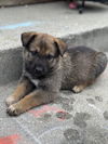 adoptable Dog in  named GIMLET*