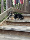 adoptable Dog in  named SPRITZ*