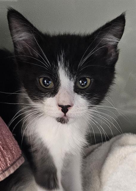 adoptable Cat in Santa Cruz, CA named BIKE LANE*
