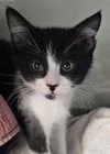 adoptable Cat in  named BIKE LANE*