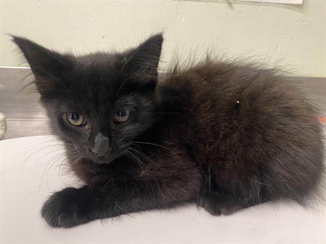 adoptable Cat in Santa Cruz, CA named BANFF*