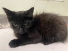 adoptable Cat in  named BANFF*