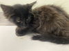 adoptable Cat in  named CALGARY*
