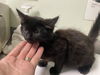 adoptable Cat in  named VANCOUVER*