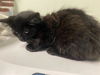 adoptable Cat in  named HALIFAX*