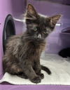 adoptable Cat in  named NIAGRA FALLS*
