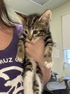 adoptable Cat in  named GRAVY*