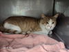 adoptable Cat in  named GRAHAM*