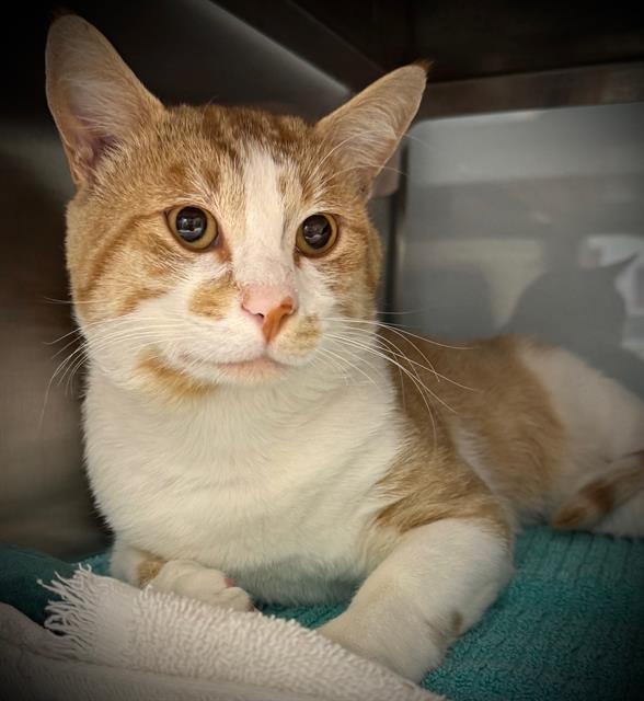 adoptable Cat in Santa Cruz, CA named GRAHAM*
