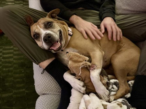 picture of the dog needing adoption
