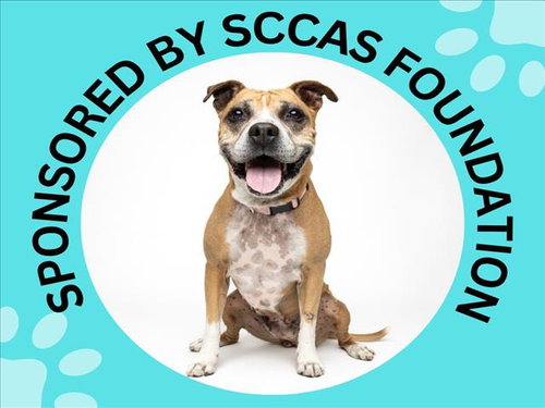 DOVEY, an adoptable Pit Bull Terrier in Santa Cruz, CA