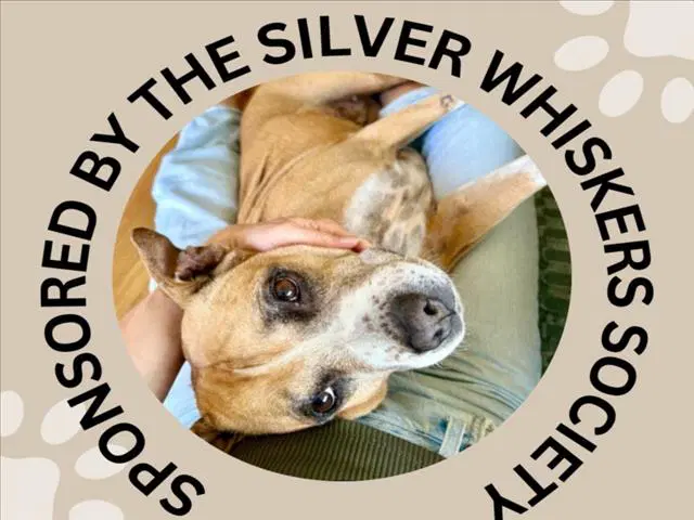 Dovey - Pit Bull Terrier