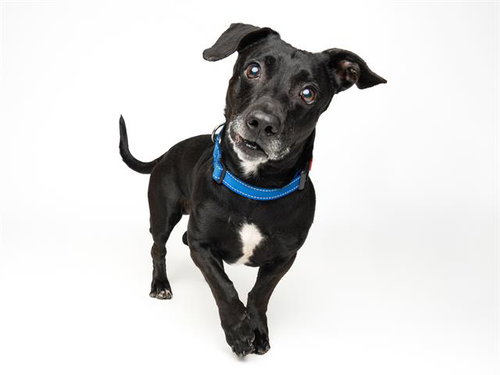 WINSLOW*, an adoptable Beagle in Santa Cruz, CA
