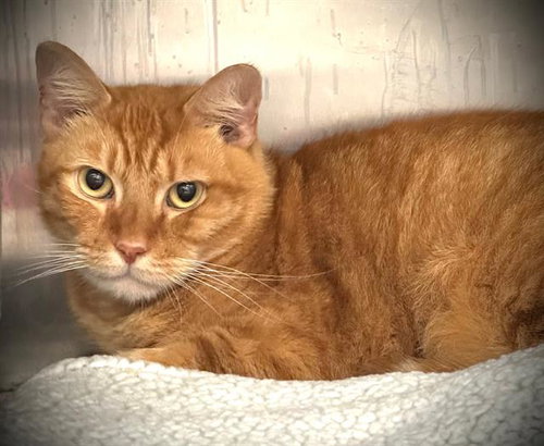 MANGO, an adoptable Domestic Short Hair in Santa Cruz, CA