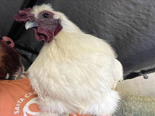 DONALD THE SILKIE*