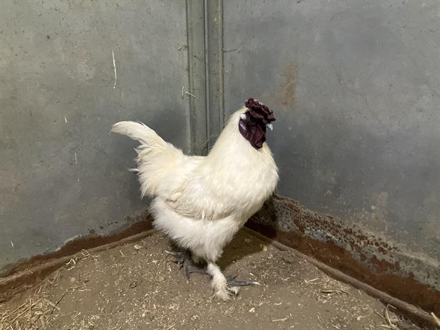 DONALD THE SILKIE* Image