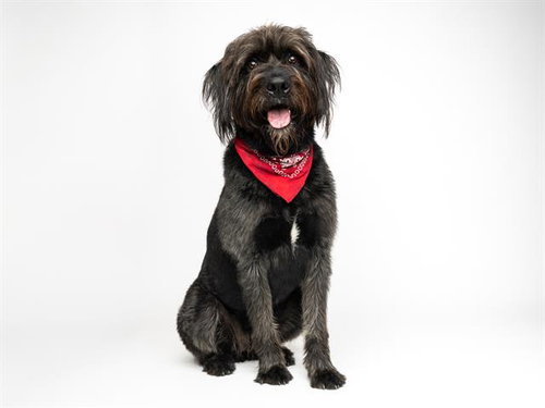 PEPPER, an adoptable Giant Schnauzer in Santa Cruz, CA