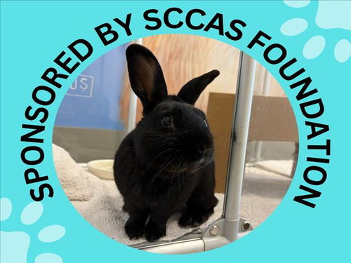 HERSHEY - Shorthaired Rabbit available for adoption