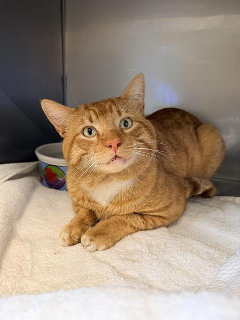 PADDINGTON*