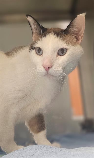picture of the cat needing adoption