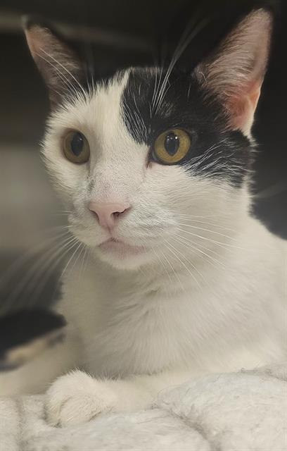 picture of the cat needing adoption