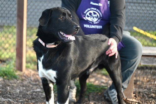 picture of the dog needing adoption