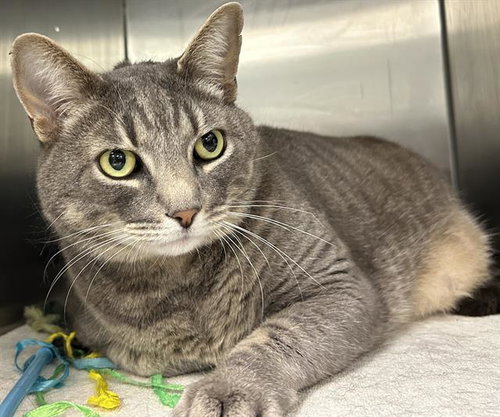 NANA, an adoptable Domestic Medium Hair in Santa Cruz, CA