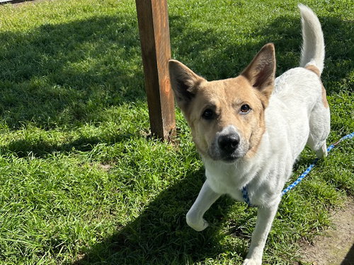 CHARLIE, an adoptable Australian Shepherd in Santa Cruz, CA