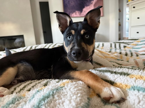 ROCCO, an adoptable Siberian Husky in Santa Cruz, CA