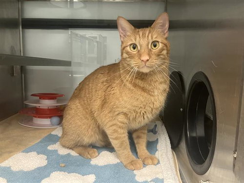 TIMMY, an adoptable Domestic Short Hair in Santa Cruz, CA