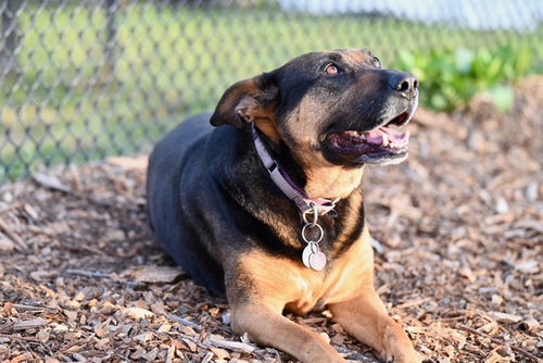 CAMILA, an adoptable Australian Cattle Dog in Santa Cruz, CA