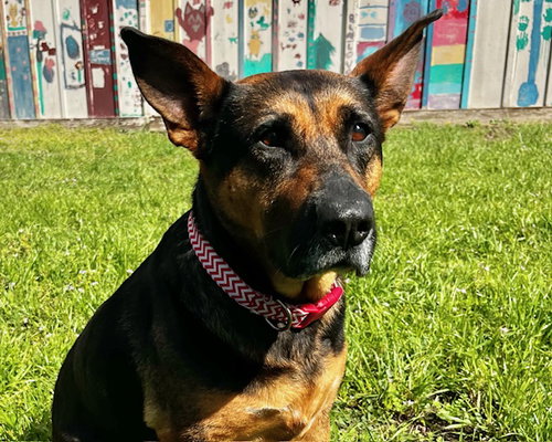 picture of the dog needing adoption