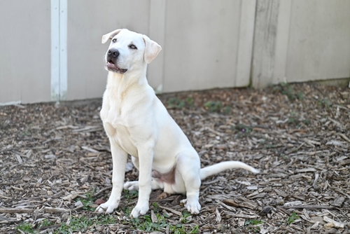 DUKE, an adoptable Great Pyrenees in Santa Cruz, CA