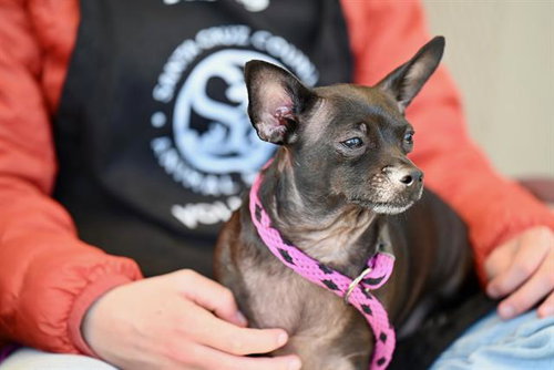 LUNA, an adoptable Chihuahua in Santa Cruz, CA