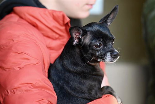 PULGA, an adoptable Chihuahua in Santa Cruz, CA