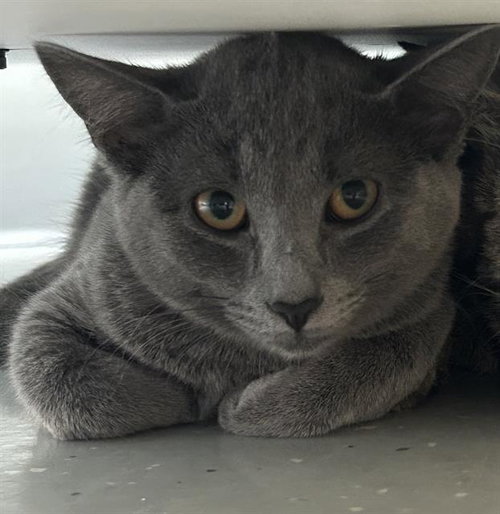 ASH*, an adoptable Domestic Short Hair in Santa Cruz, CA