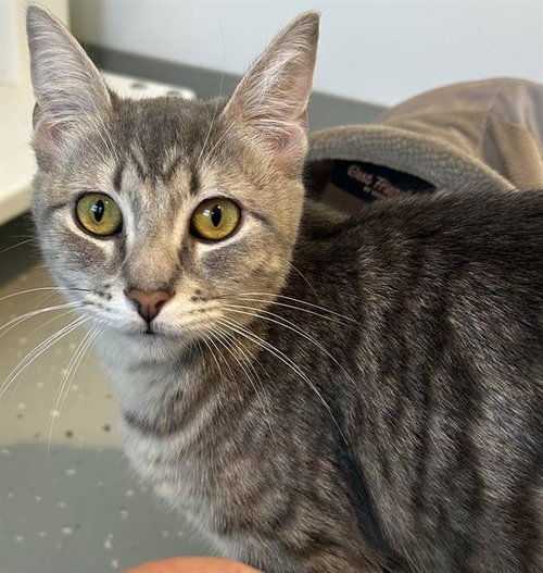 TULIP*, an adoptable Domestic Short Hair in Santa Cruz, CA