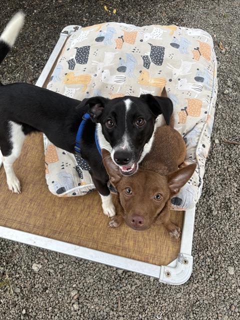 CLEMENTINE*, an adoptable Chihuahua in Santa Cruz, CA